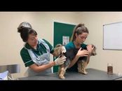 Milton Keynes Veterinary Group