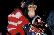 Michael Jackson’s life story is being told in new biopic Michael, starring Jaafar Jackson as the King of Pop. Sharing a starring role with Jackson is his famous pet chimpanzee Bubbles. But Bubbles was not the only unusual pet that Michael kept at his Neverland Ranch.