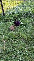 Grass so good... but ear so itchy... but grass so good.<br/><br/>#SparklegleamFarm #Bunny #farm #rabbit #farmanimals #cute